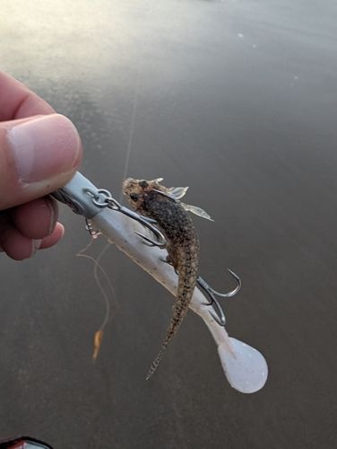 メゴチの釣果