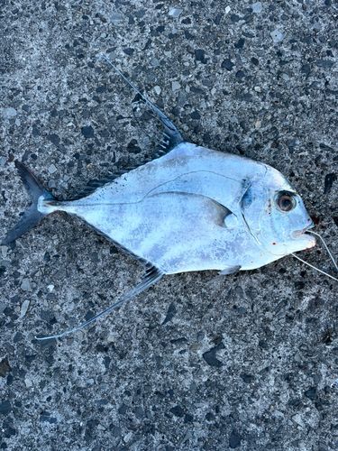 イトヒキアジの釣果