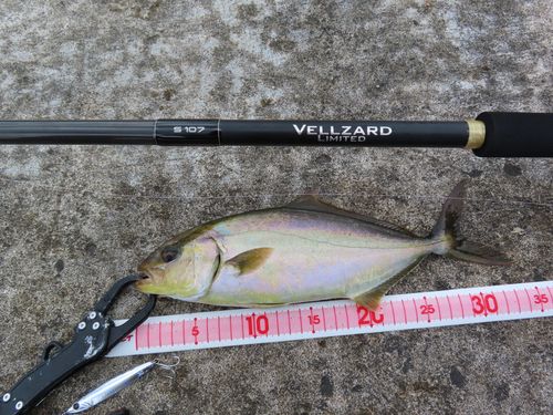 ショゴの釣果