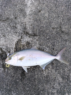 カンパチの釣果