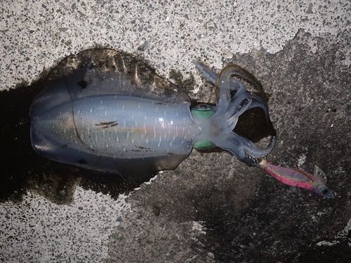 アオリイカの釣果