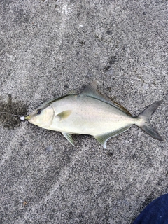 ヒレナガカンパチの釣果