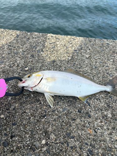シオの釣果