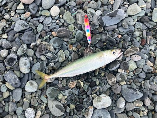 マサバの釣果