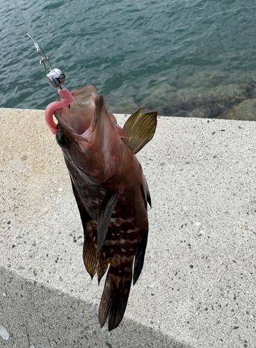 キジハタの釣果