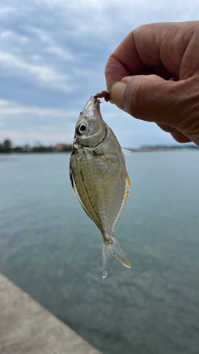 ヒイラギの釣果