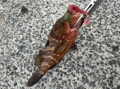 アコウの釣果