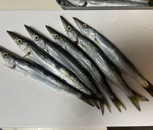 ヤマトカマスの釣果
