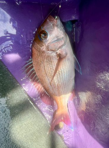 マダイの釣果