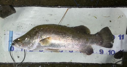 アカメの釣果