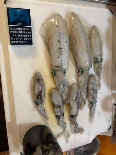 アオリイカの釣果
