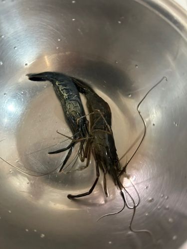 テナガエビの釣果