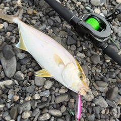 ショゴの釣果
