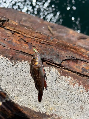 クサフグの釣果
