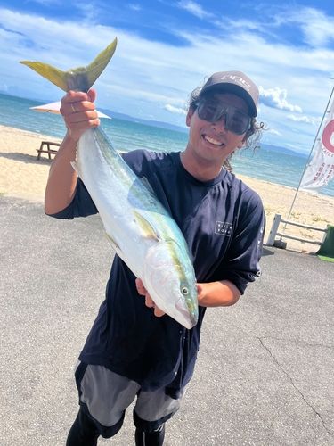 ヤズの釣果