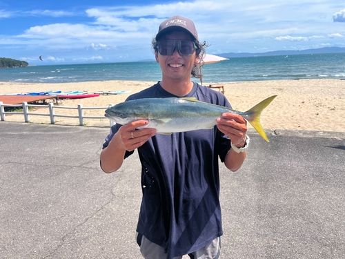 ヤズの釣果
