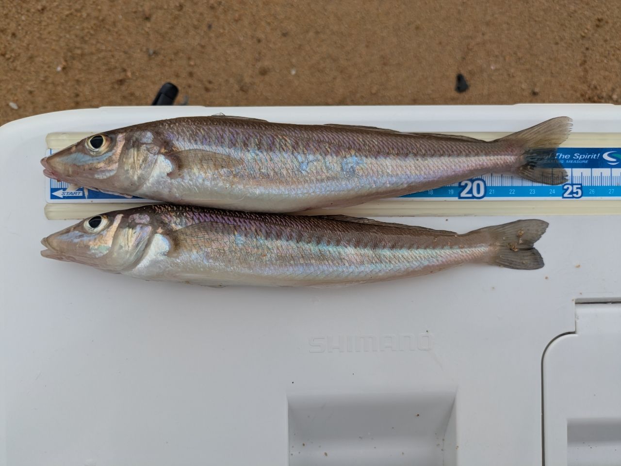 SHIMANO 18サーフリーダー CI4+ 35極細仕様の最安値・インプレ・釣果