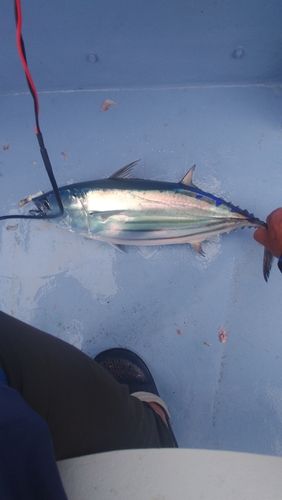 カツオの釣果