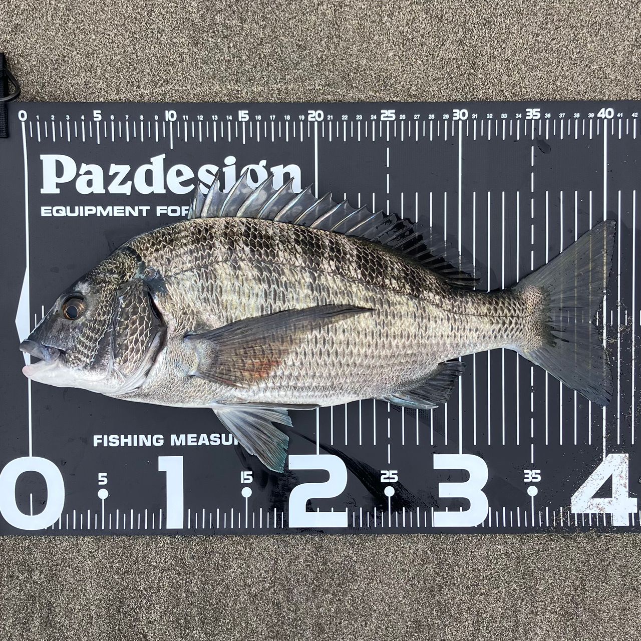 SHIMANO 23ソアレ BB S80L-Sの最安値・インプレ・釣果 | 本音の口コミ