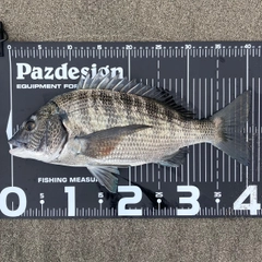 チヌの釣果