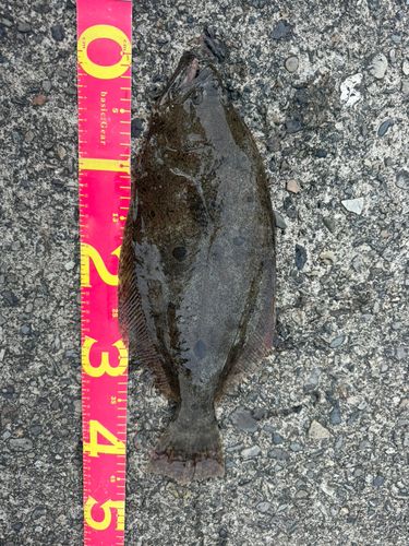 ヒラメの釣果