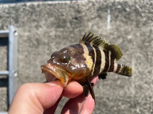 アオハタの釣果