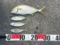ショゴの釣果