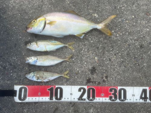 ショゴの釣果