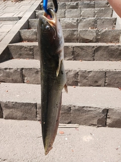 マナマズの釣果