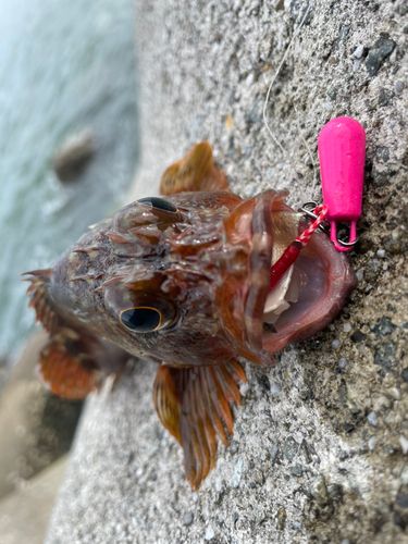 カサゴの釣果