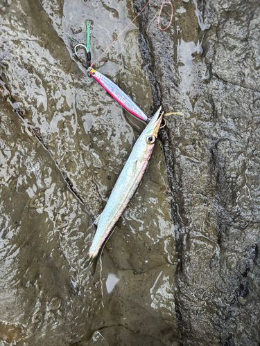 カマスの釣果