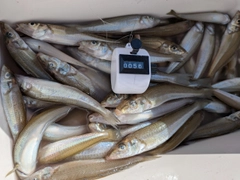 シロギスの釣果