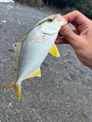 シオの釣果