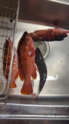 アカハタの釣果