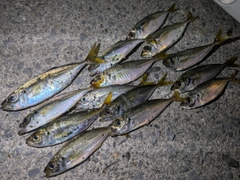 アジの釣果