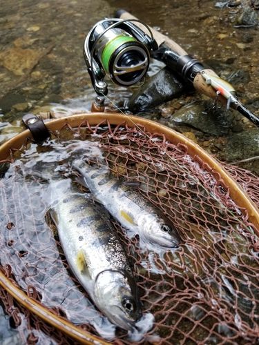 アマゴの釣果