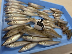 シロギスの釣果