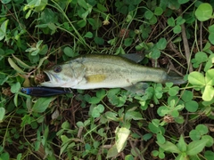 ラージマウスバスの釣果