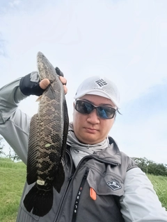 ライギョの釣果