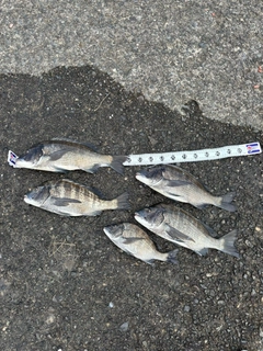 チヌの釣果