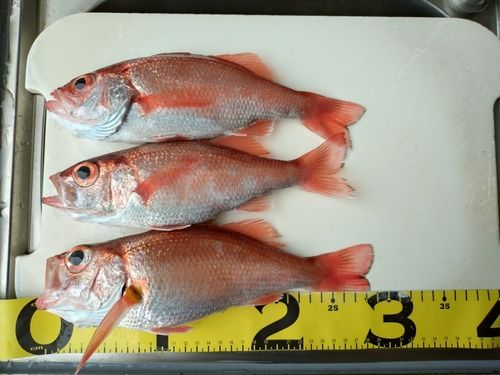 アカムツの釣果