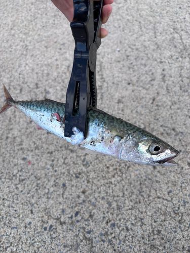 サバの釣果