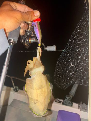 コウイカの釣果