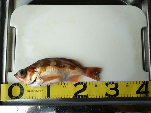 ウスメバルの釣果