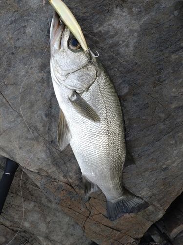 ヒラスズキの釣果