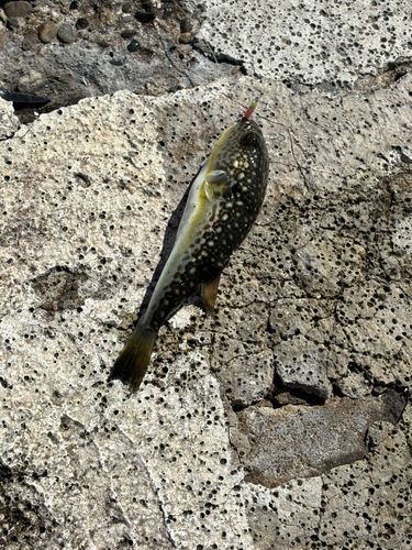 クサフグの釣果