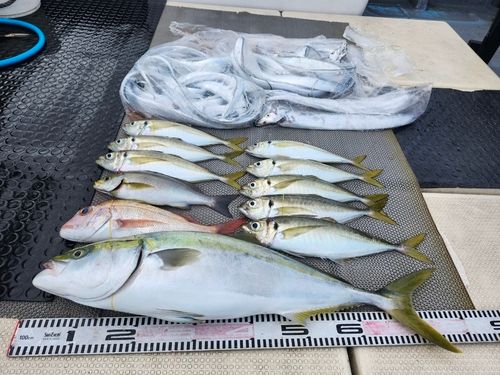 ハマチの釣果