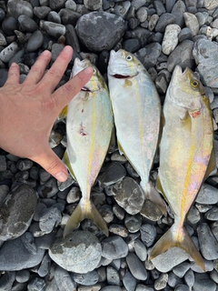 ショゴの釣果