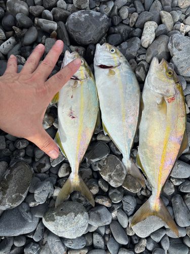 ショゴの釣果