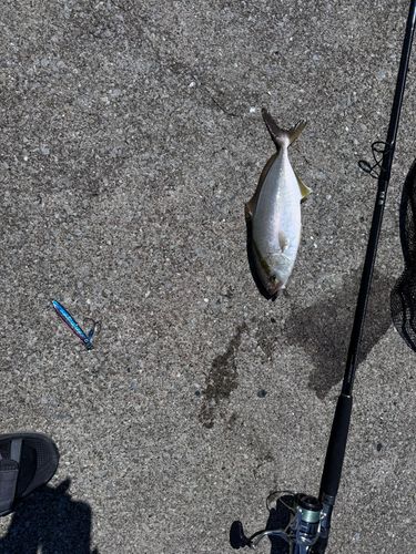 カンパチの釣果